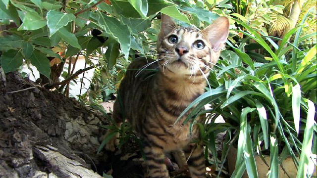 Toyger Kitten Outside Picture