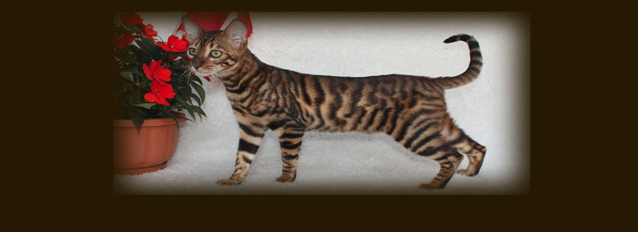 Toyger Kitten Picture