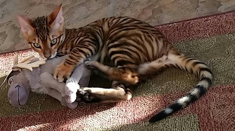 Toyger Kitten Playing With Toy