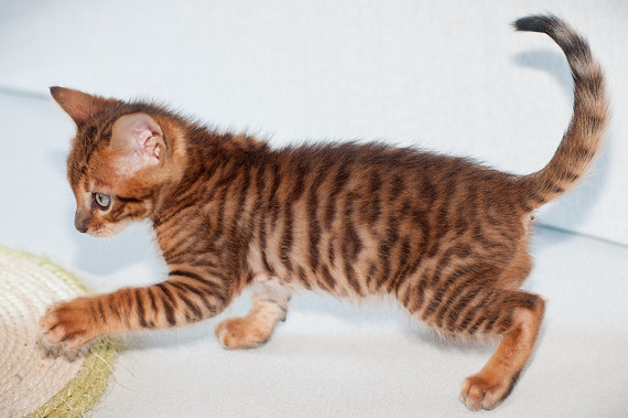 Toyger Kitten Playing