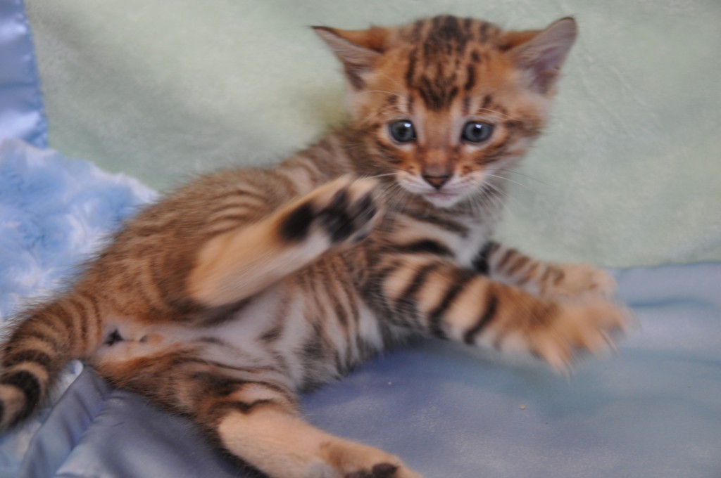 Toyger Kitten Playing