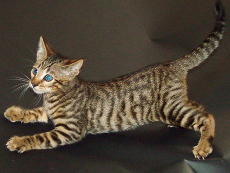 Toyger Kitten With Blue Eyes