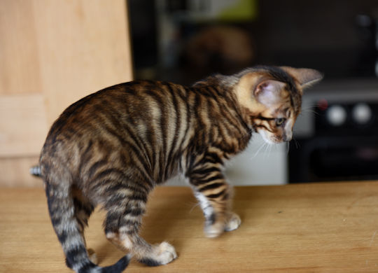 Toyger Male Kitten On Table