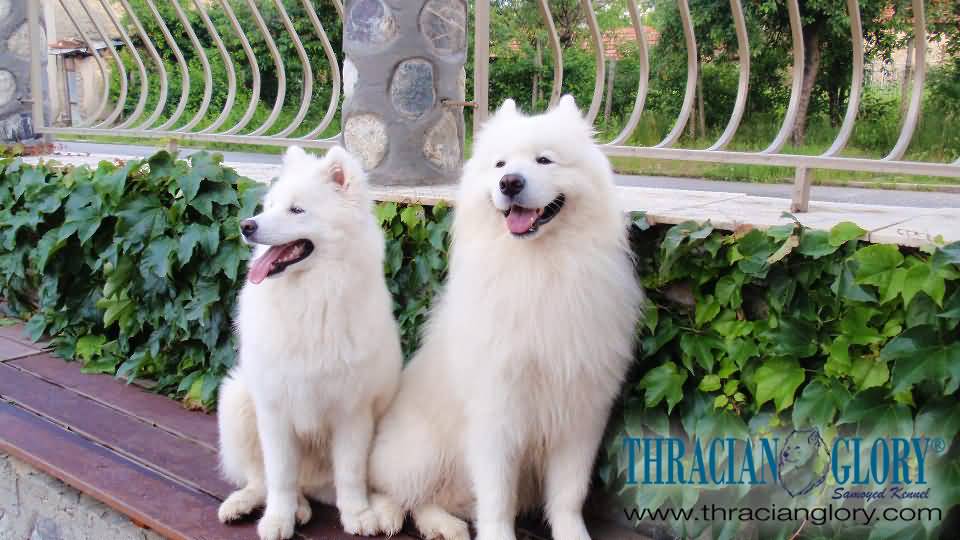 Two Beautiful Samoyed Dogs Sitting On Table Outside