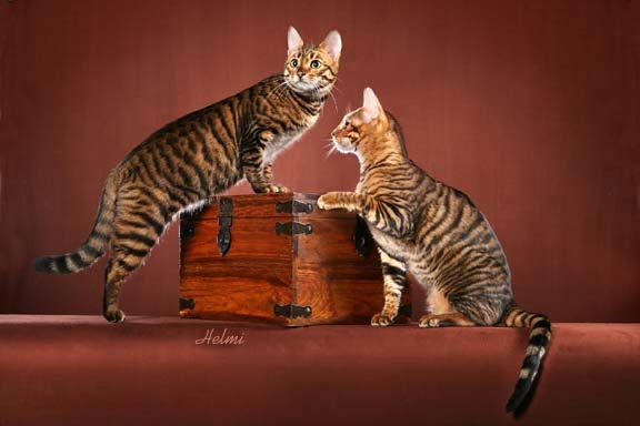 Two Beautiful Toyger Cats With Wooden Box Posing For Photograph