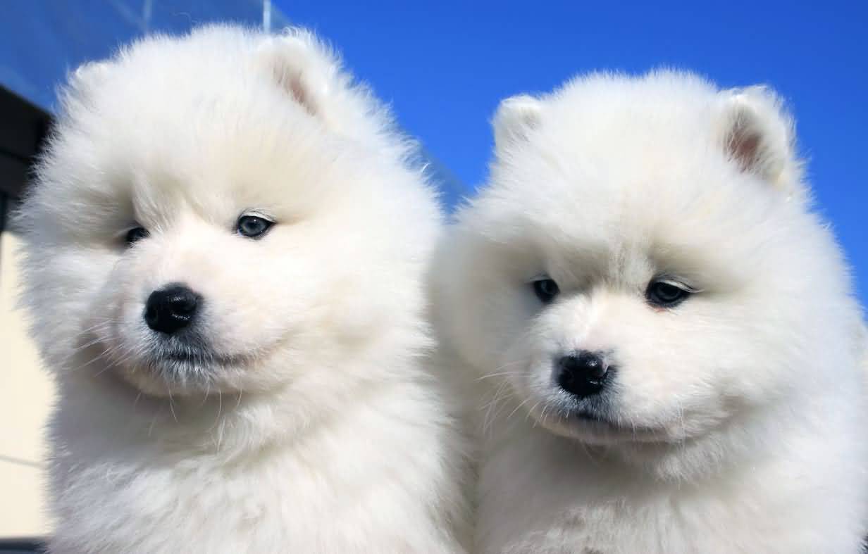 Two Cute Fluffy Samoyed Puppies