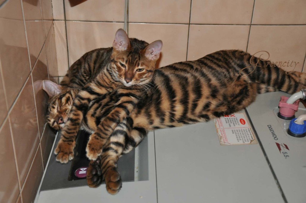 Two Full Grown Toyger Cats