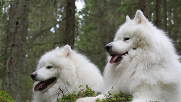 Two Samoyed Dogs In Forest