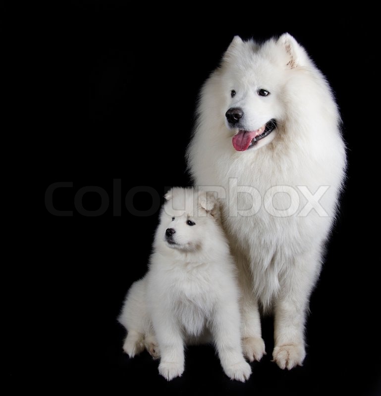 Two Samoyed Dogs Isolated On Black Background