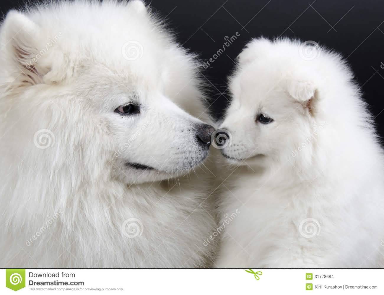 Two Samoyed Dogs Isolated On Black