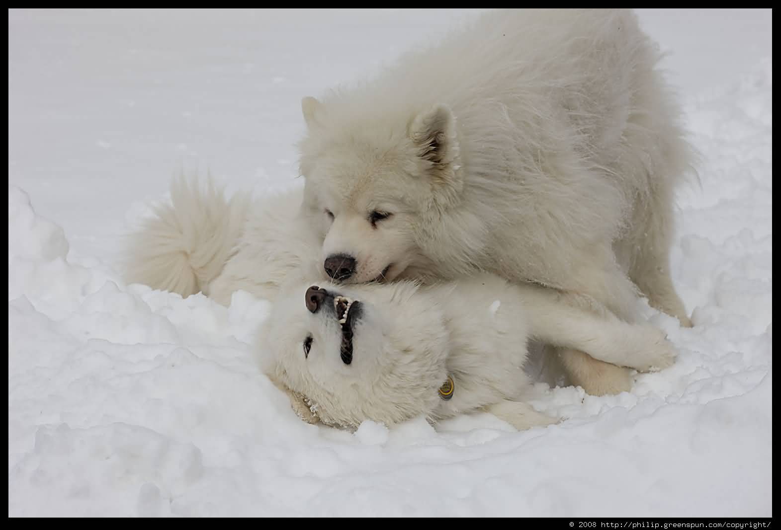 Two Samoyed Dogs Playing On Snow