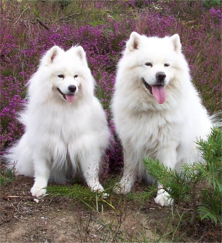 Two Samoyed Dogs Sitting Outside