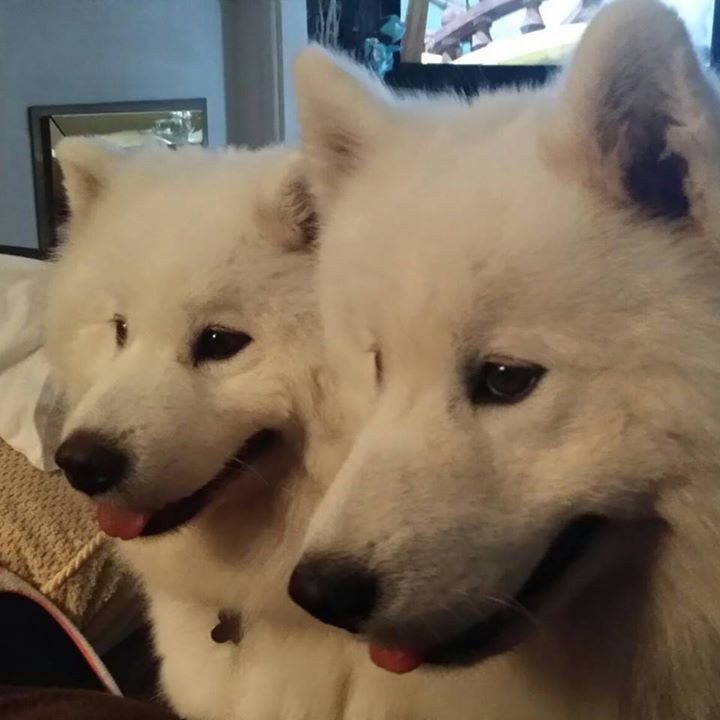 Two Samoyed Dogs