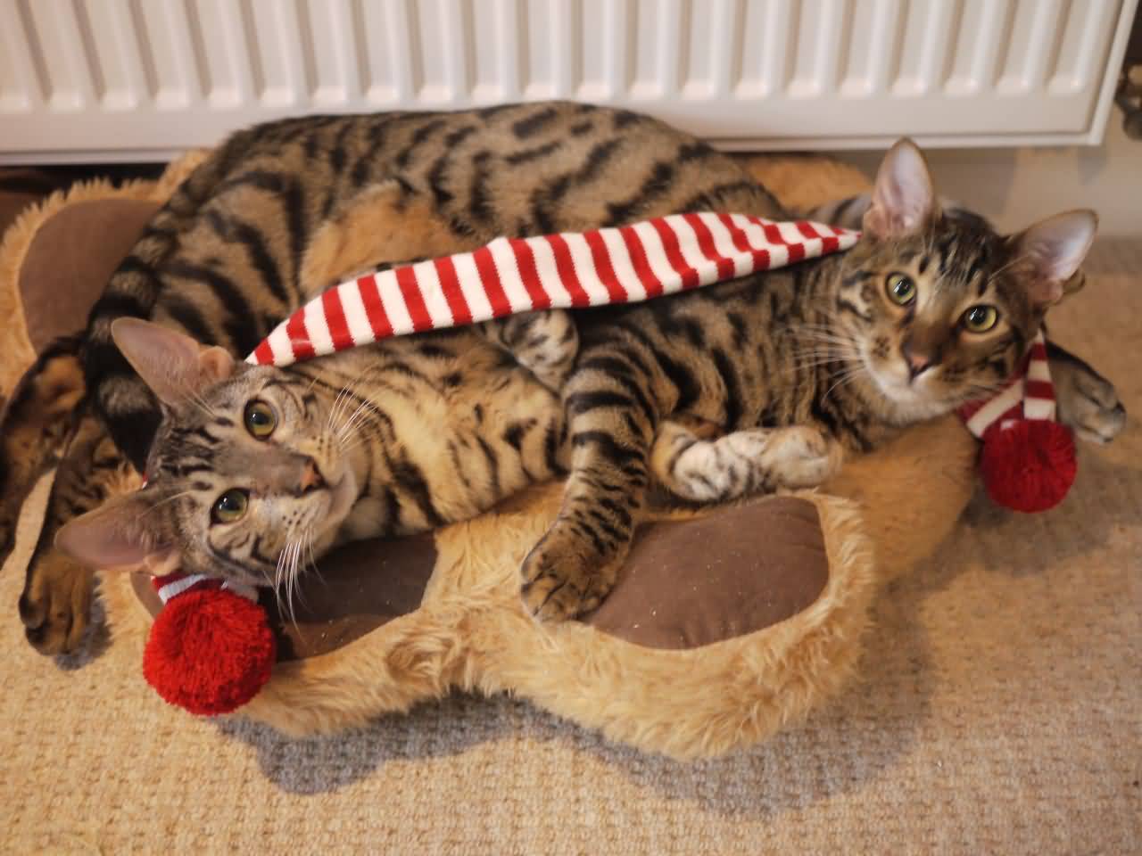 Two Toyger Cats With Mufler