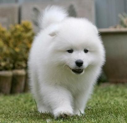 White Samoyed Puppy Walking On Grass