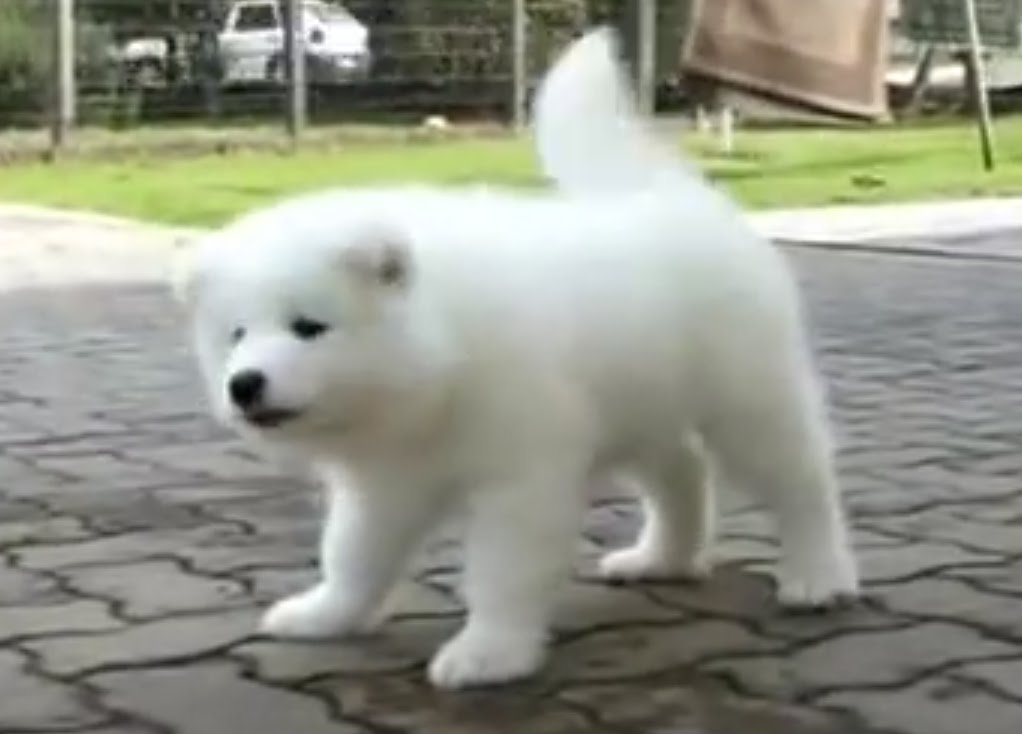 White Samoyed Puppy