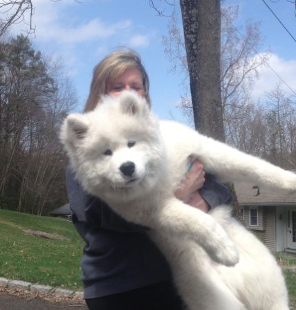 Woman Carry A Samoyed Dog