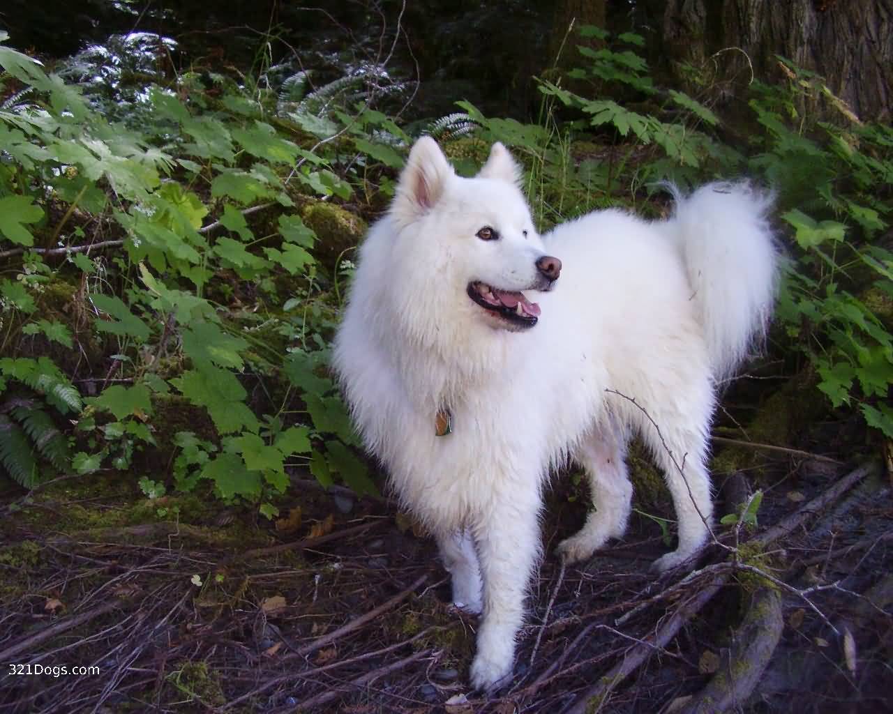 Young Samoyed In Forest