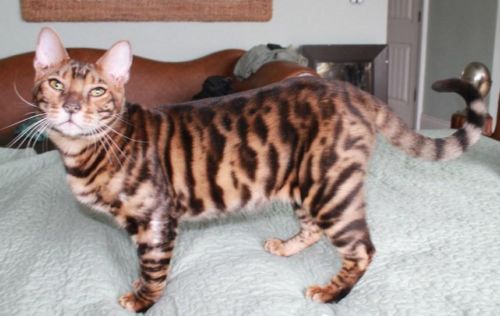 Young Toyger Cat Looking Up