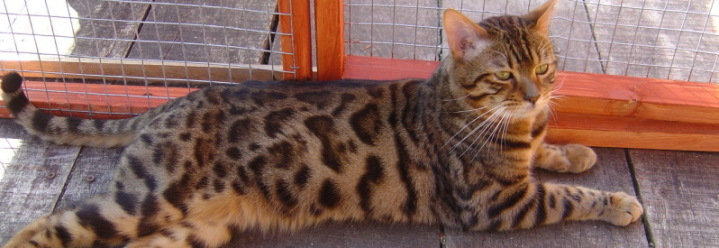 Young Toyger Cat Sitting