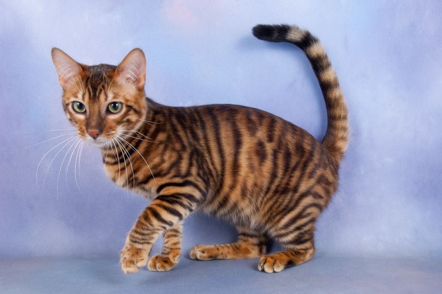 Young Toyger Cat