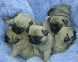 Male and female Pug Carlino- puppies