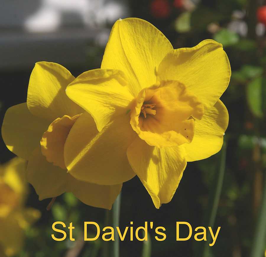 St. David’s Day Yellow Flower Picture