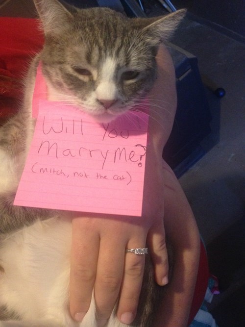 Cat With Note Will You Marry Me Funny Propose Picture