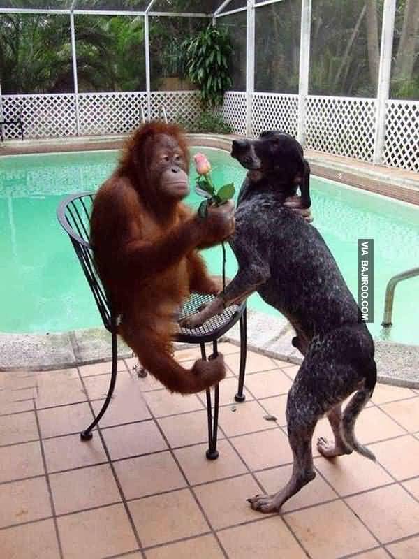 Chimpanzee Proposing Dog Funny Picture