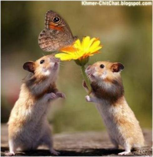 Hamsters Funny Propose Picture