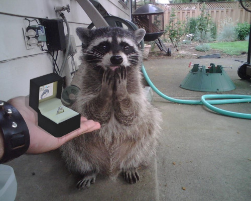 Racoon Funny Propose Picture