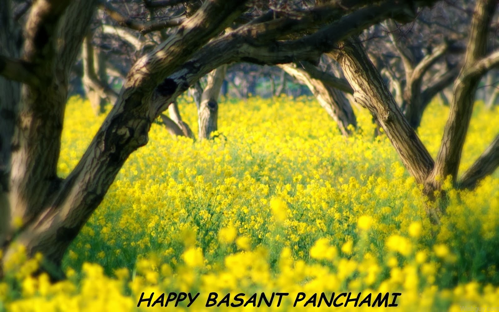 Happy Basant Panchami Yellow Sunflowers Field Picture