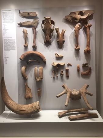 Bones For Display Inside The Hungarian National Museum