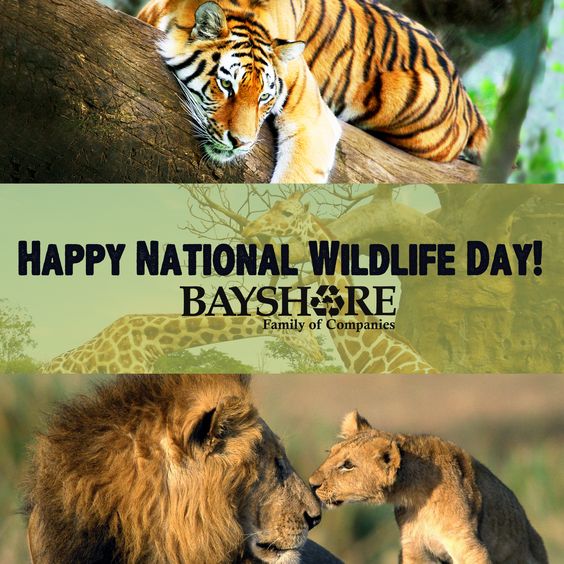 Happy National Wildlife Day