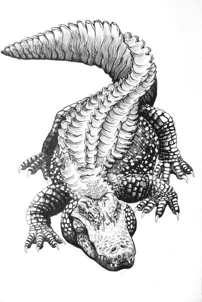 Black And Grey Alligator Tattoo Design