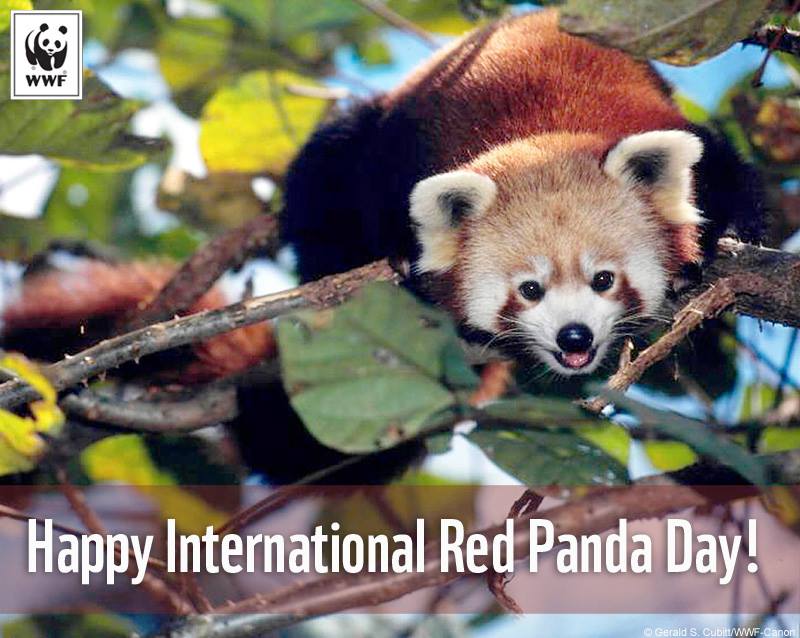 Happy International Red Panda Day Red Panda Sitting On Tree