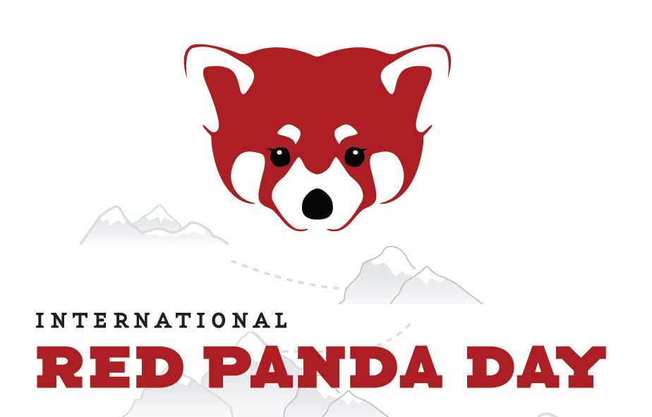 International Red Panda Day Red Panda Face