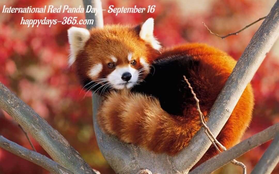 International Red Panda Day Red Panda Sitting On Tree