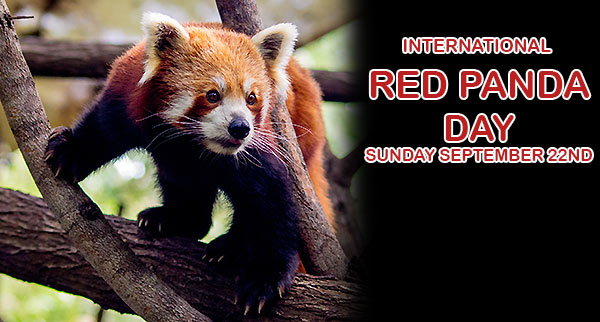 International Red Panda Day September 22nd Picture