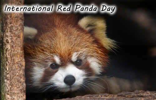 International Red Panda Day Wishes