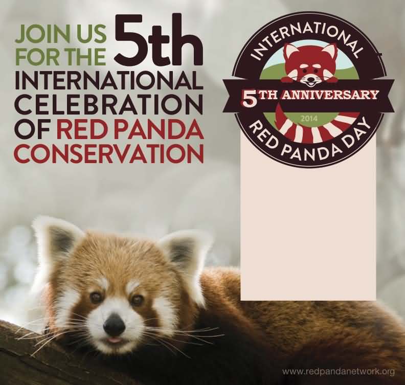 Join Us For The International Celebration Of Red Panda Conservation