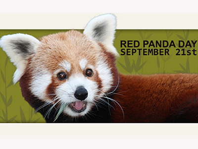 Red Panda Day September 21st Card