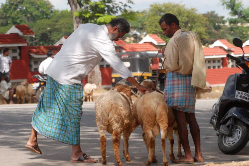 Two Men Carrying Sheeps During Bakrid Celebration