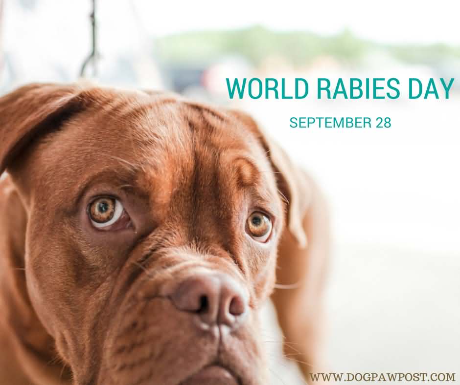 World Rabies Day september 28 dog face