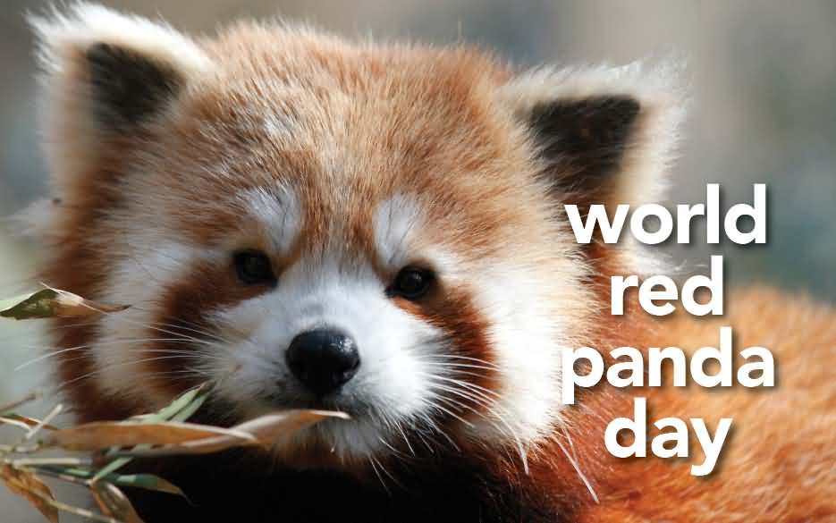 World Red Panda Day 2017