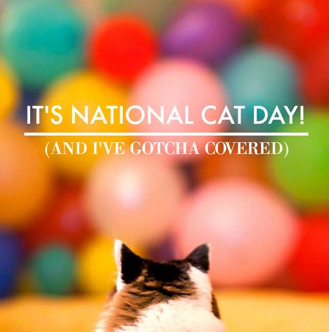 Its National Cat Day And Ive Gotcha Covered 9683