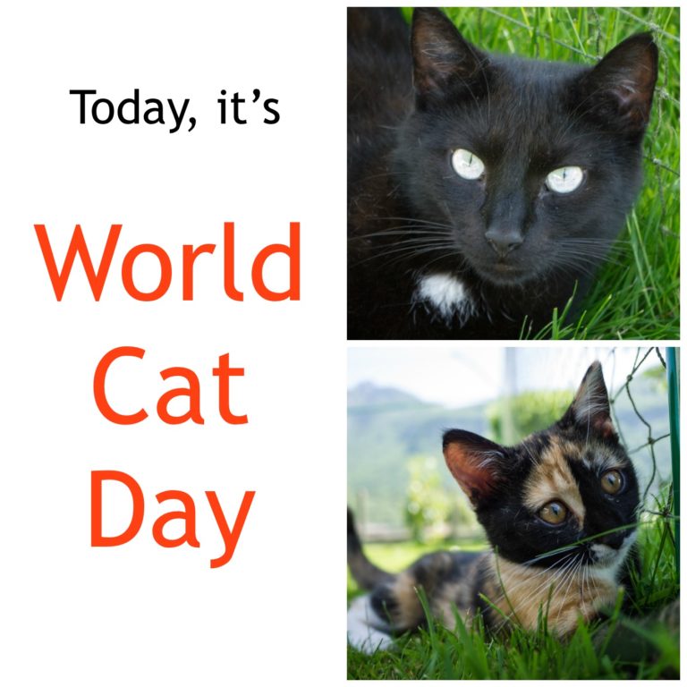 today’s it’s World Cat Day