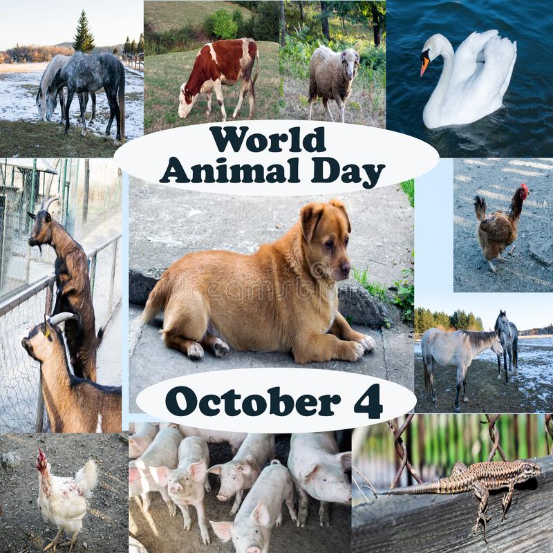 world animal day october 4 animals picture what day is october 3rd