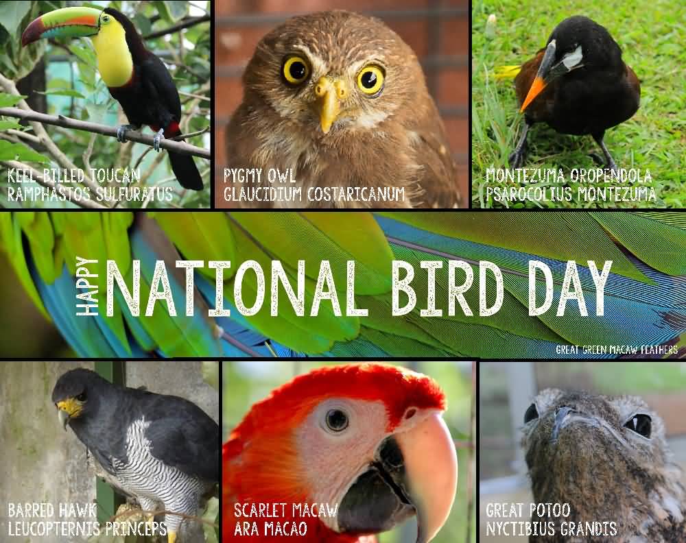 Happy National Bird Day picture collage