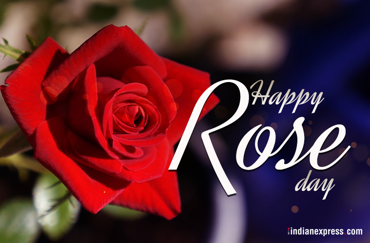 happy Rose Day rose flower